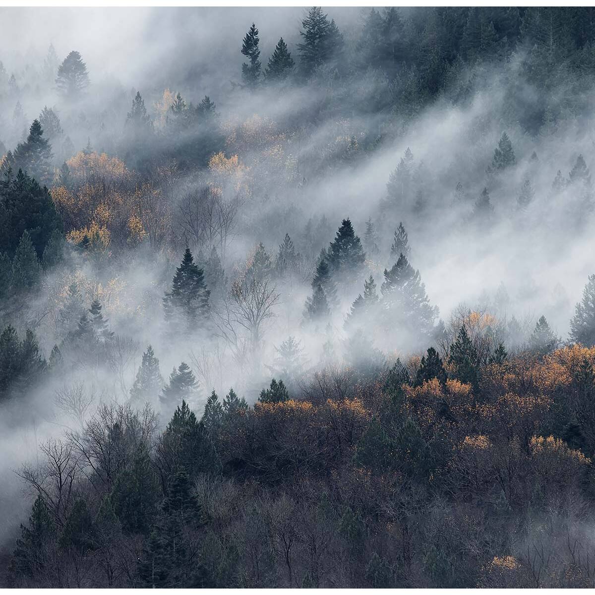 Papier peint un chemin du brouillard Intissé