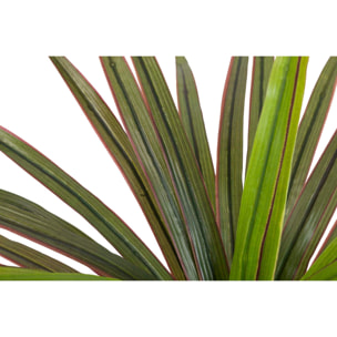 Planta Yucca Con Maceta 58x58x58 Cm