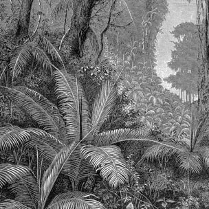 Affiche paysage jungle indienne Affiche + cadre en bois - Chêne