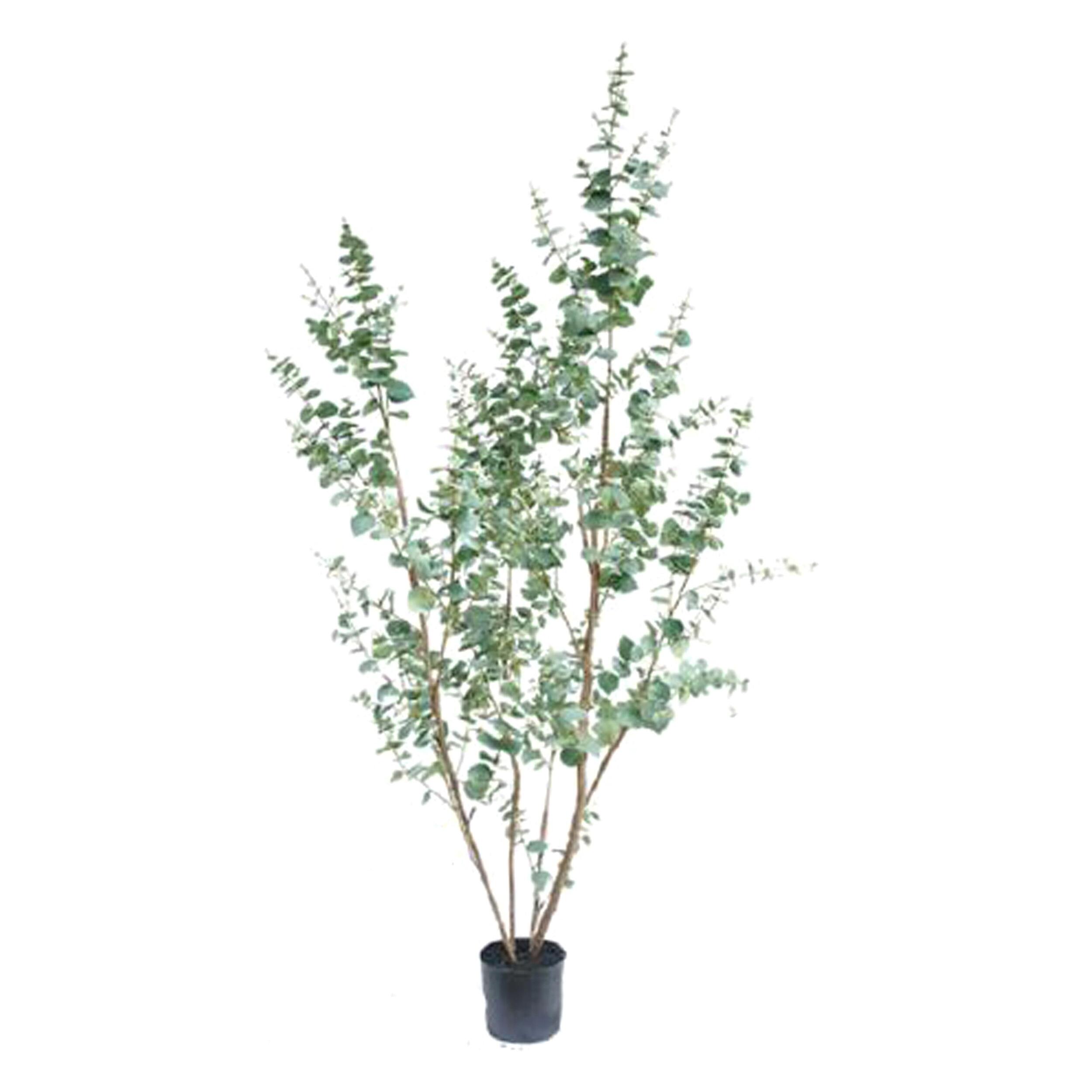 Eucalyptus con vaso - Pezzi 1 - Colore: Verde - 40xH150x18cm - Bianchi Dino