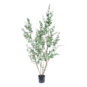 Eucalyptus con vaso - Pezzi 1 - Colore: Verde - 40xH150x18cm - Bianchi Dino