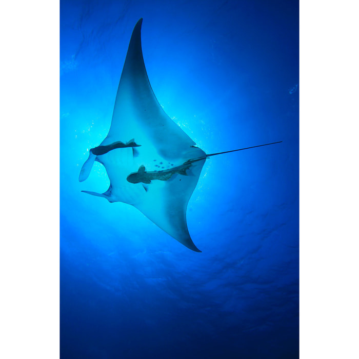 Tableau animaux marins raie manta Toile imprimée