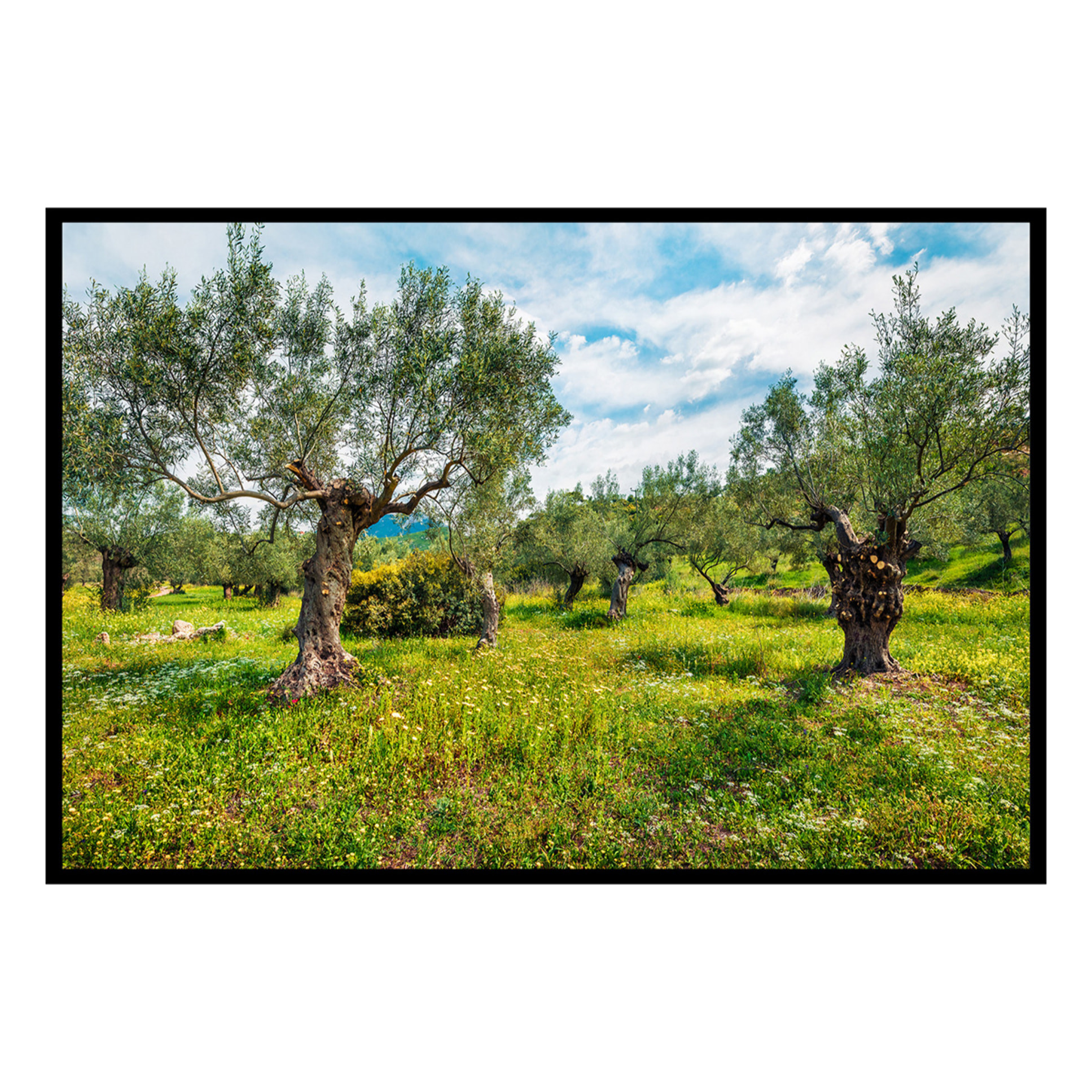 Affiche encadrée – Oliveraie lumineuse Affiche + cadre en métal - Noir