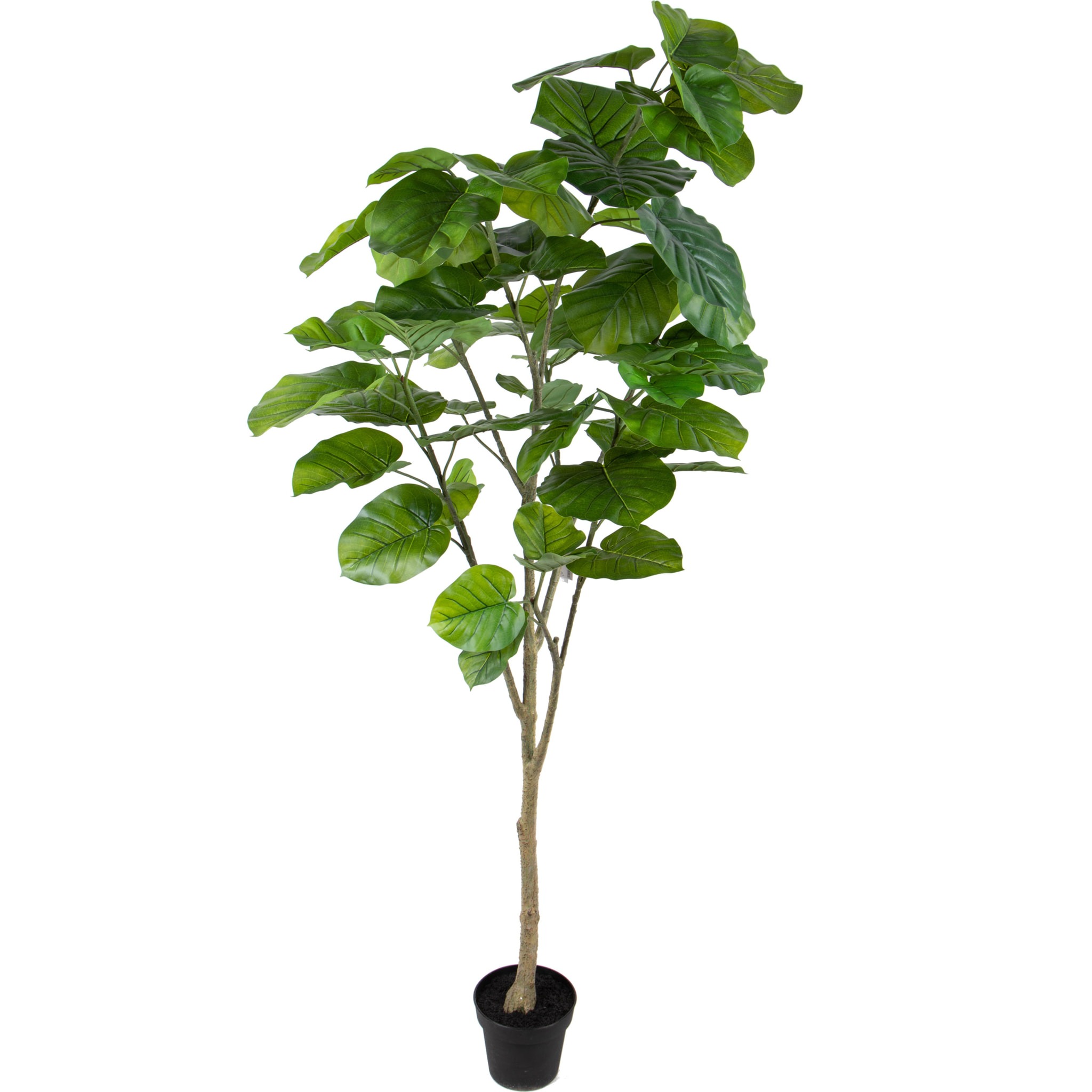 Pianta Di Ficus Real Touch Con 64 Foglie In Vaso. Altezza 200 Cm - Pezzi 1 - 100X200X80cm - Colore: Verde - Bianchi Dino - Piante Artificiali