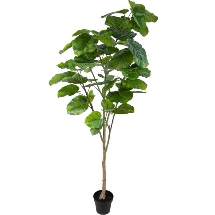 Pianta Di Ficus Real Touch Con 64 Foglie In Vaso. Altezza 200 Cm - Pezzi 1 - 100X200X80cm - Colore: Verde - Bianchi Dino - Piante Artificiali