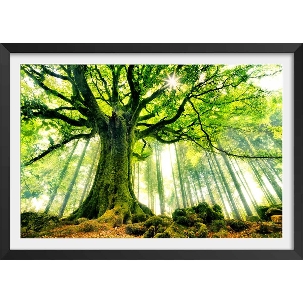 Affiche nature l 'hêtre de ponthus Affiche + cadre en bois - Noir