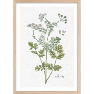 Affiche fleurs Coriandre dessinée Affiche + cadre en bois - Chêne