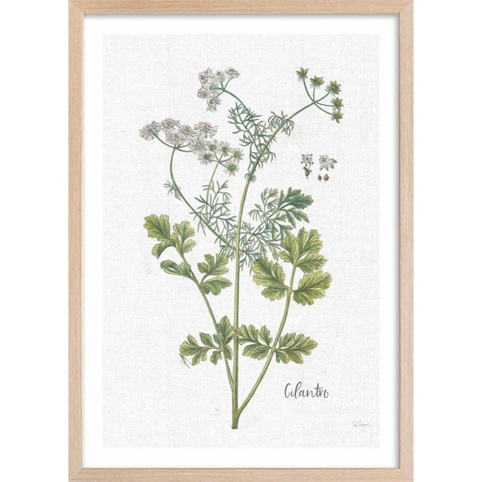 Affiche fleurs Coriandre dessinée Affiche + cadre en bois - Chêne