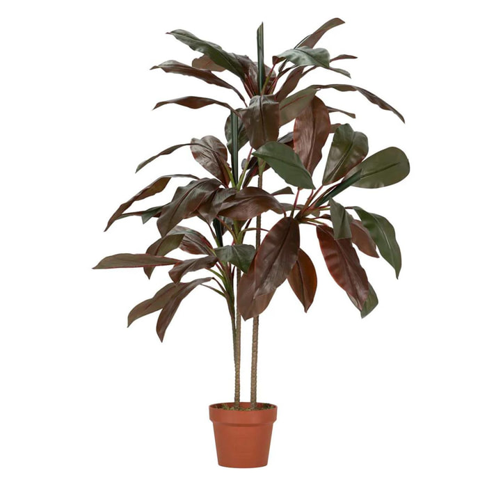 Planta Cordyline Fruticosa 70x60x110 Cm