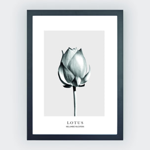 Poster Lotus