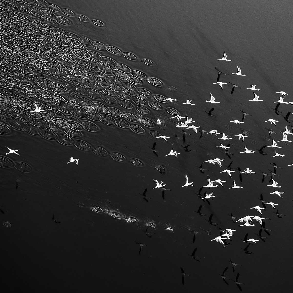 Affiche Take off Affiche + cadre en bois - Chêne