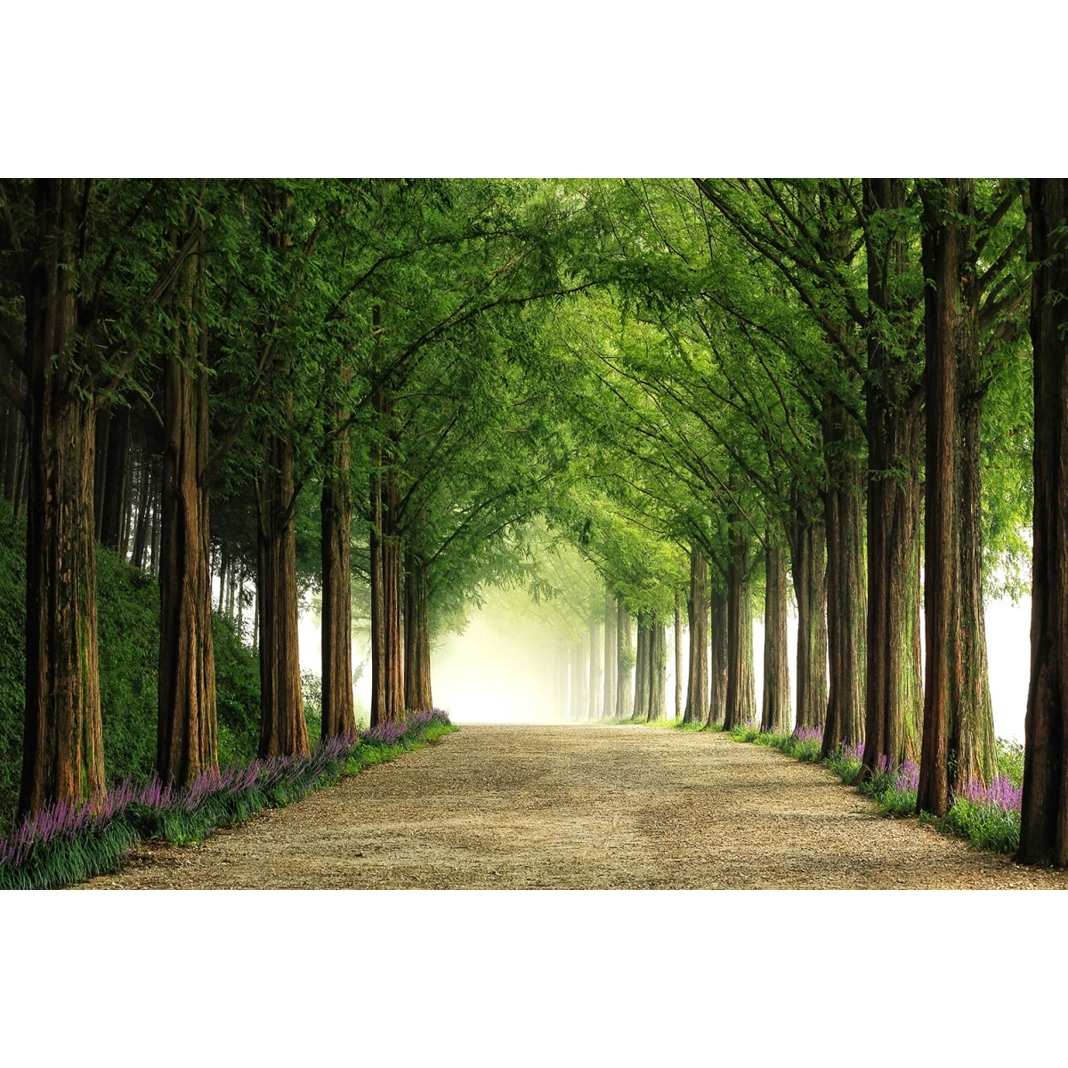 Tableau paysage Metasequoia Tableau alu Dibond