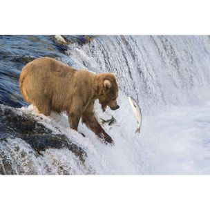 Tableau Un ours pêche sur le bord Toile imprimée