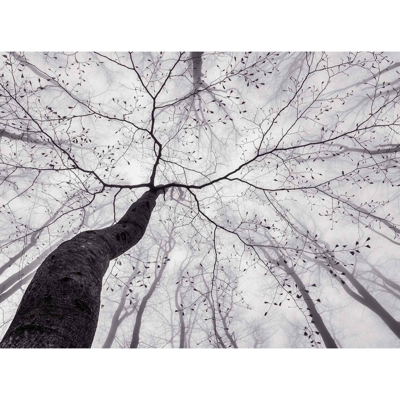 Papier peint panoramique arbre en hiver Intissé
