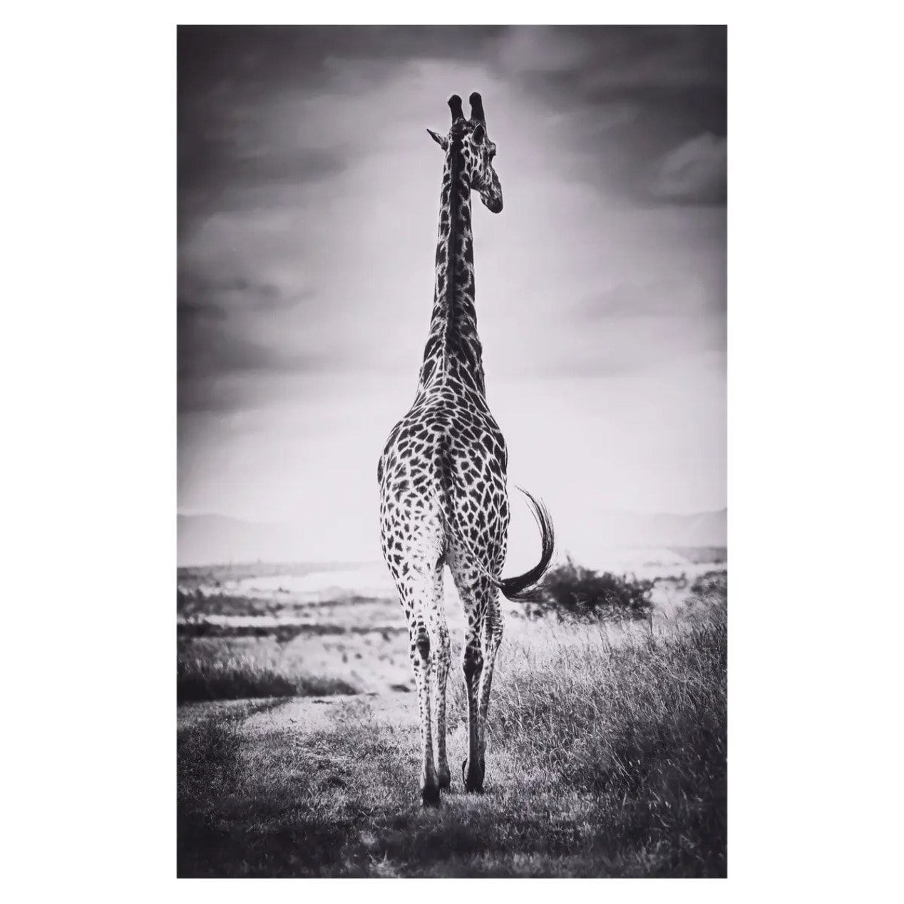 Toile encadrée "Animaux" 75x115cm