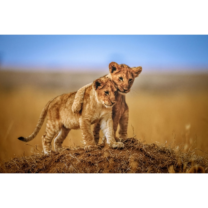 Tableau animaux brothers for the life Tableau alu Dibond