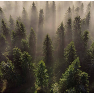 Papier peint l'armée des sapins Intissé