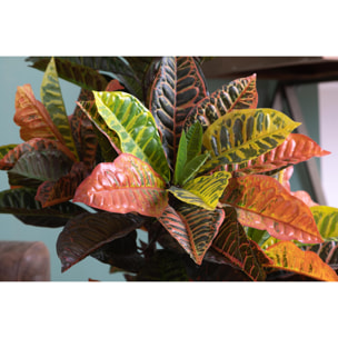 Croton Con Vaso, Composto Da 136 Foglie. Altezza 100 Cm - Pezzi 1 - 60X100X60cm - Colore: Verde - Bianchi Dino - Piante Artificiali