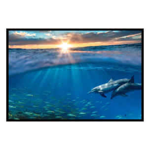 Affiche encadrée dauphins dans l’océan Affiche + cadre en métal - Noir