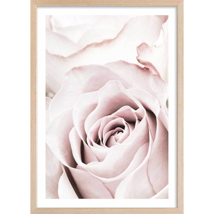 Affiche  rosa romantica Affiche + cadre en bois - Chêne