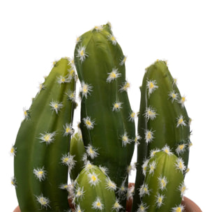 Cactus en pot "Alicante" terracotta H16,5cm