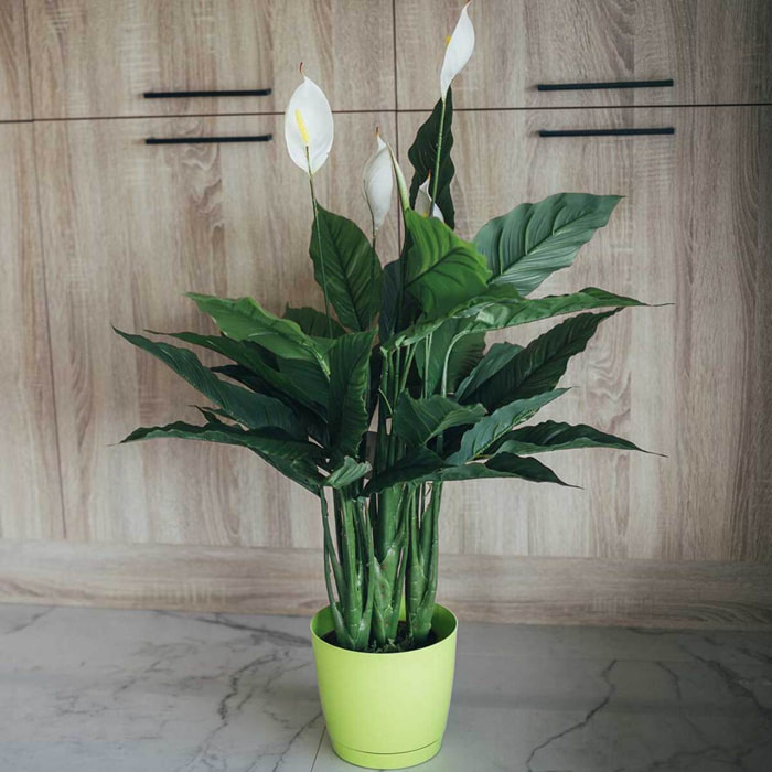 Planta Artificial Vela Del Viento 105 Cm