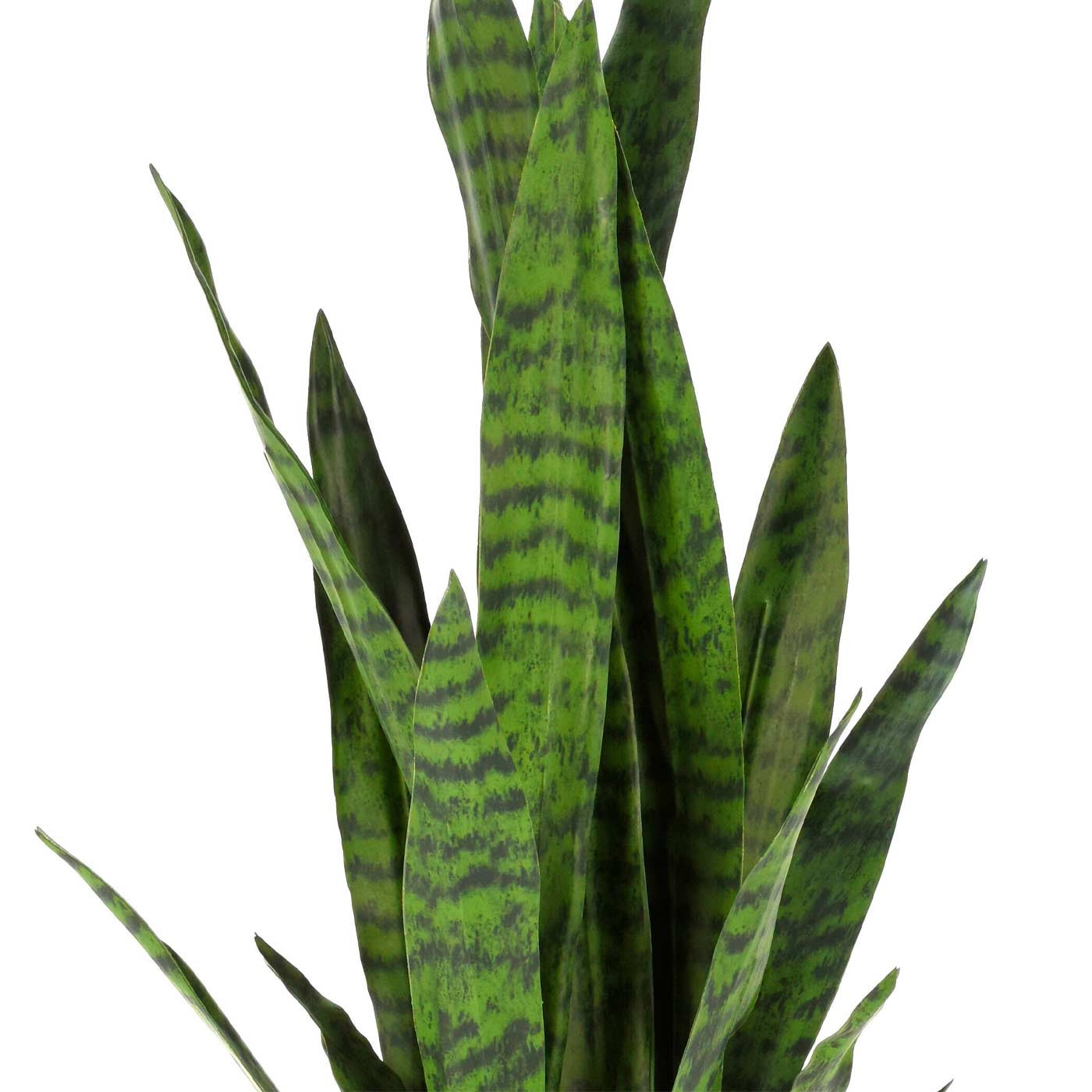 Planta sansevieria adriana 92cm