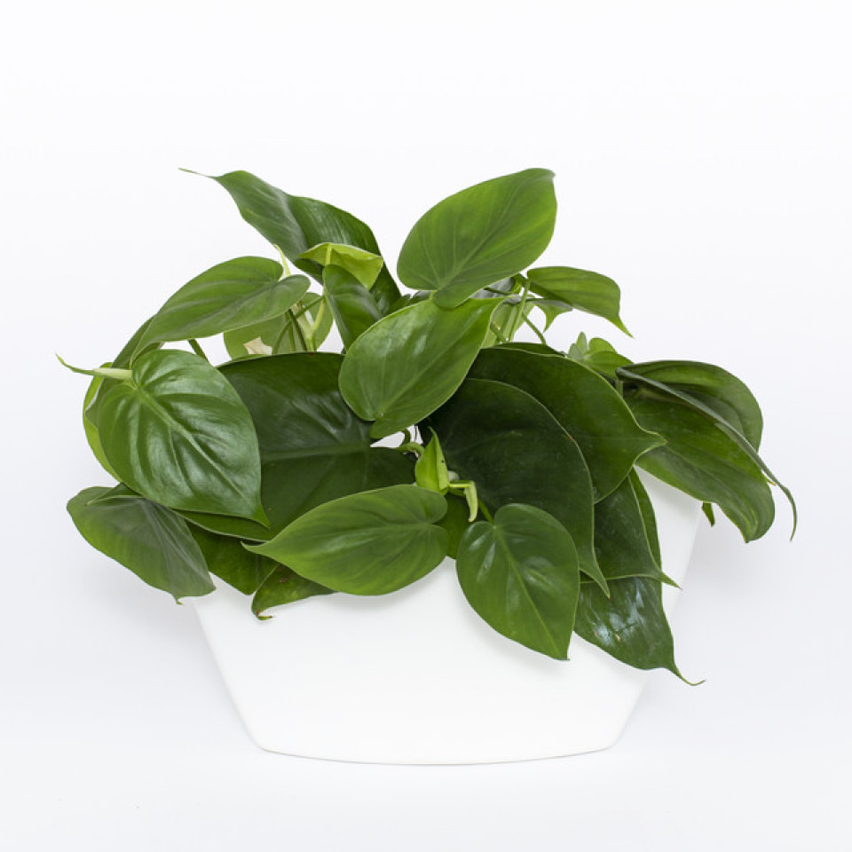 Maceta de pared blanca con 2 plantas colgantes