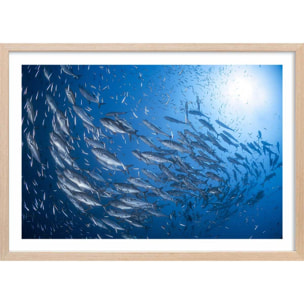 Affiche poisson Carangue Affiche sous cadre bois