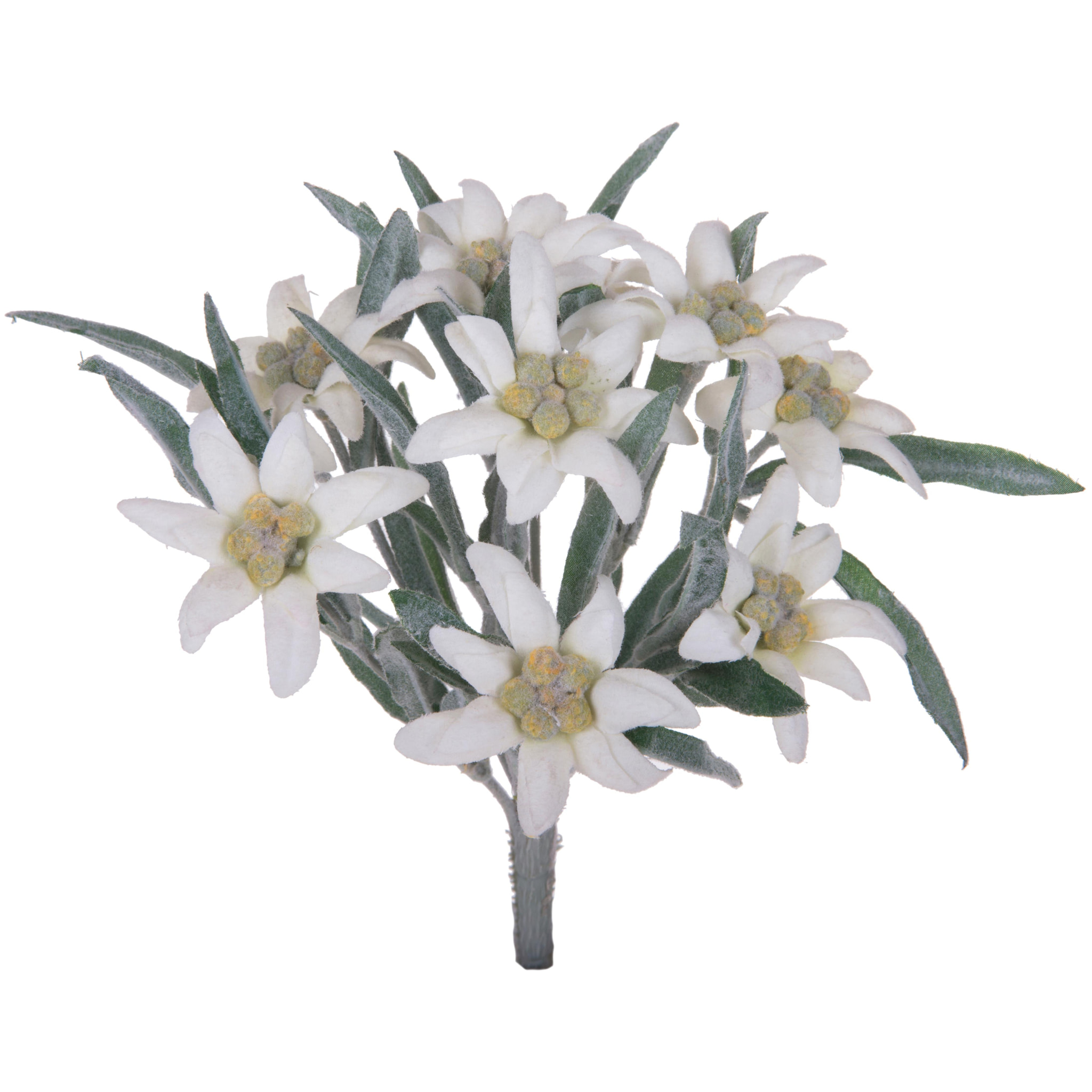 Stella alpina - Pezzi 12 - 14xH25,5x14cm - Bianchi Dino SpA