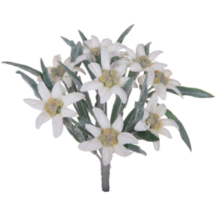 Stella alpina - Pezzi 12 - 14xH25,5x14cm - Bianchi Dino SpA