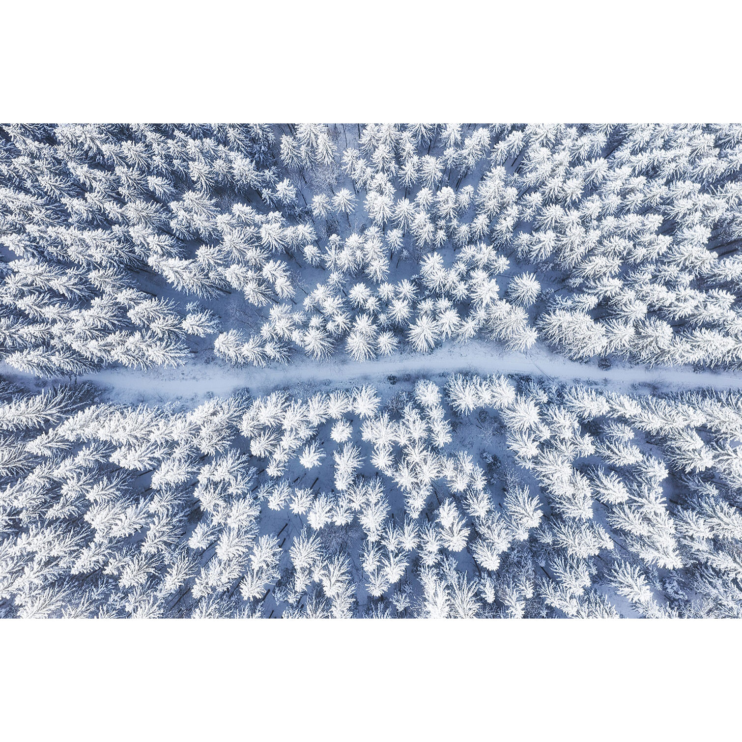 Tableau foret bleue de neige blanche  Toile imprimée