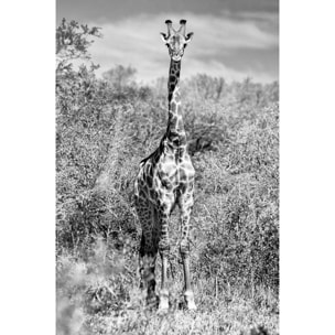 Tableau animaux girafe en instantanée  Tableau plexiglas