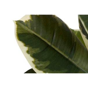 Planta Dieffenbachia Maculata 50x50x85 Cm