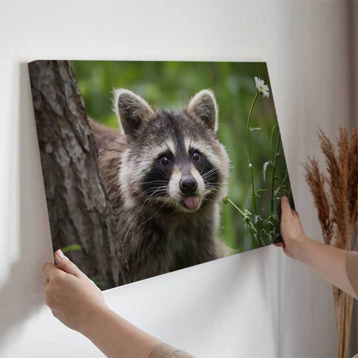 Tableau raton laveur curieux en gros plan Toile imprimée