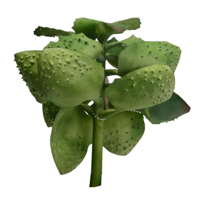 Ramo pianta grassa cmø17h20,3