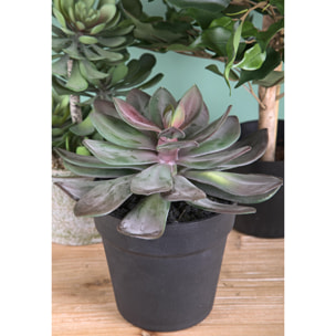 Succulent Con Vaso. Altezza 20 Cm - Pezzi 1 - 22X20X22cm - Colore: Altro - Bianchi Dino - Piante Artificiali