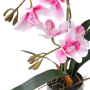 Orchidea Cymbidium Con 2 Diramazioni In Vaso. Altezza 50 Cm - Pezzi 1 - 25X50X25cm - Colore: Rosa - Bianchi Dino - Piante Artificiali