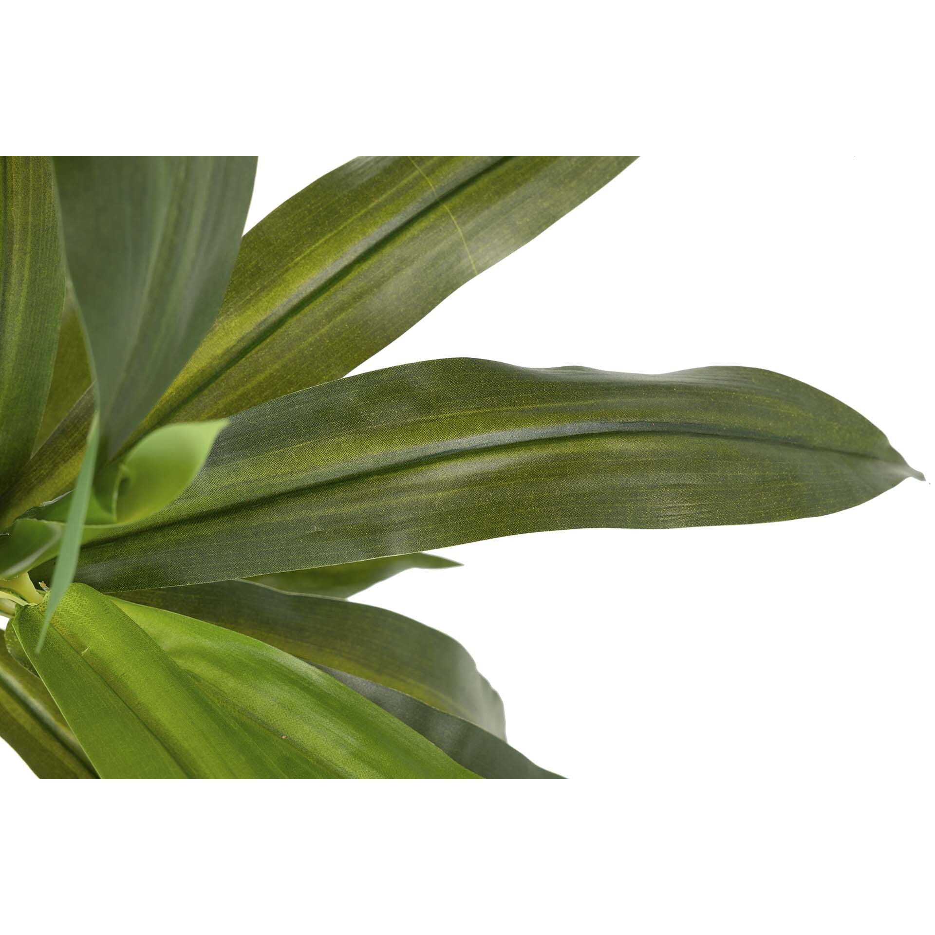 Planta Fragancias Dracaena 70x70x160 Cm