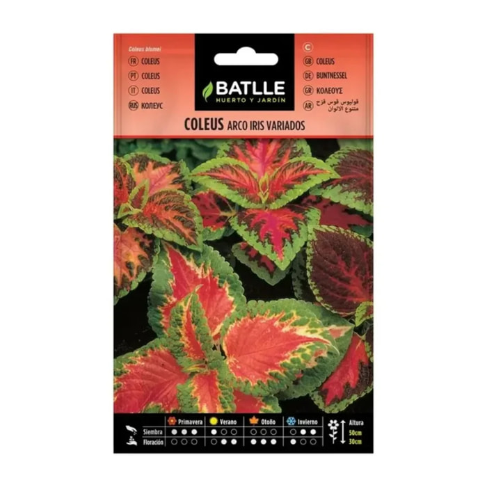 Semillas de Coleus arco iris variado Batlle