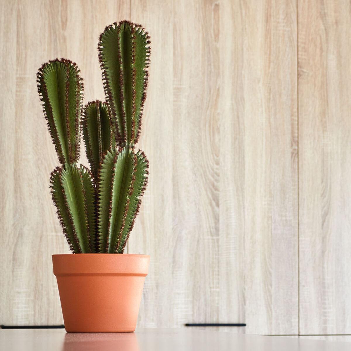 Cactus Artificial Euphorbia Suzannae 57,5 Cm
