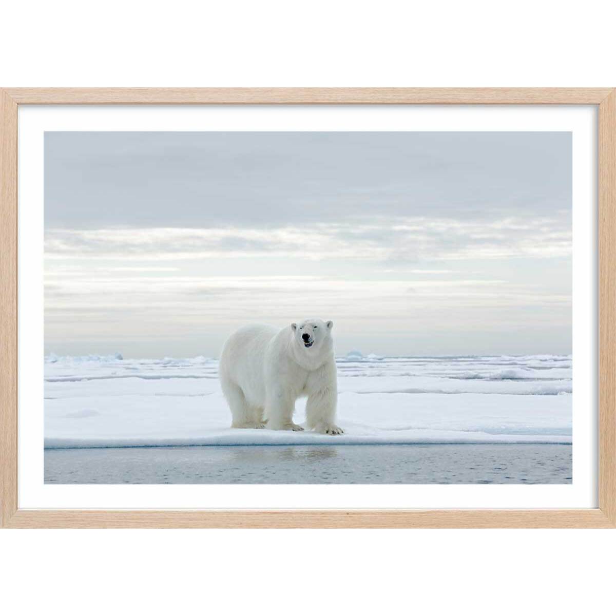 Affiche ours blanc sur la banquise Affiche + cadre en bois - Chêne