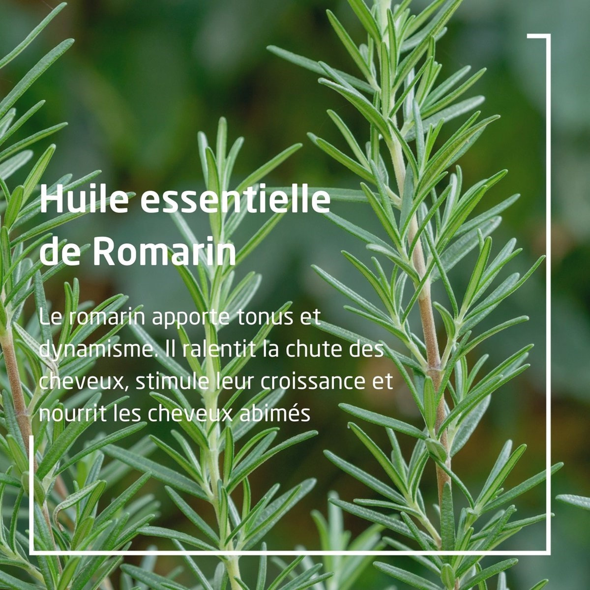 WELEDA - Duo Huile capillaire nourrissante  - Nourrit les cheveux abîmés -  Vegan* - Certifié Natrue** - Flacon 50 ml x 2