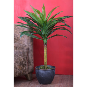 Dracaena In Vaso Con 30 Foglie. Altezza 75 Cm - Pezzi 1 - 45X75X45cm - Colore: Giallo - Bianchi Dino - Piante Artificiali