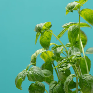 Recharge jardin d'intérieur PRET A POUSSER BASILIC CITRON