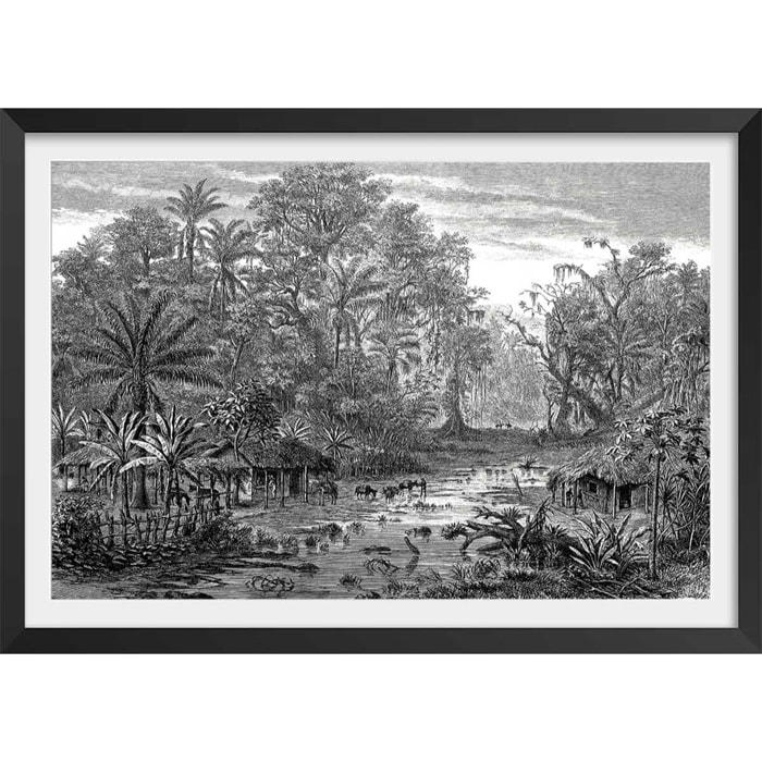 Affiche gravure forêt de mangroves Affiche + cadre en bois - Noir