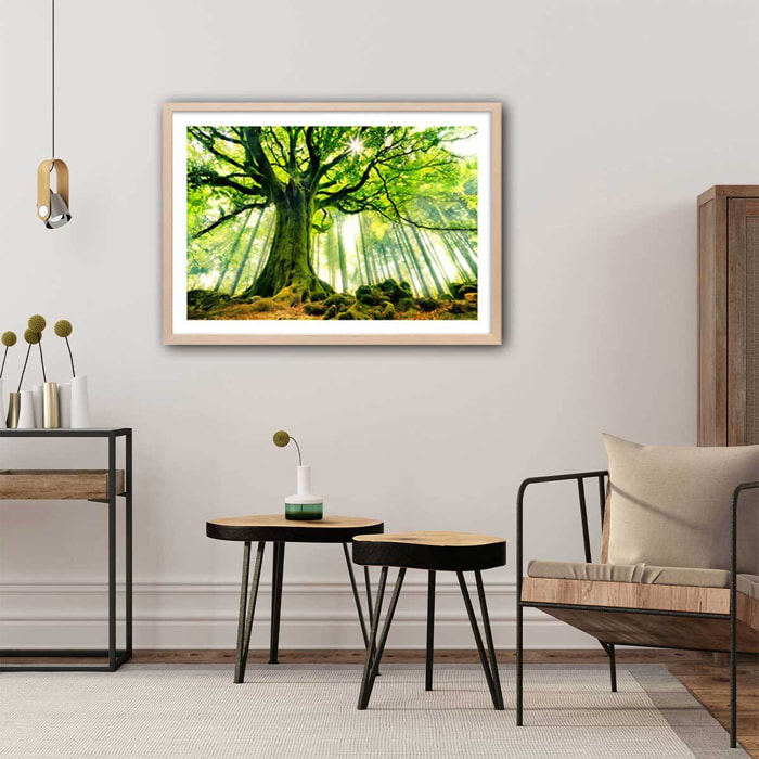 Affiche nature l 'hêtre de ponthus Affiche + cadre en bois - Chêne