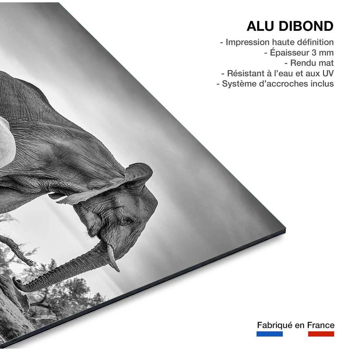 Tableau animaux bataille d'eau Tableau alu Dibond