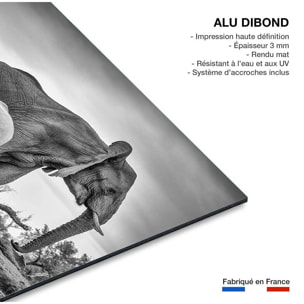 Tableau animaux bataille d'eau Tableau alu Dibond