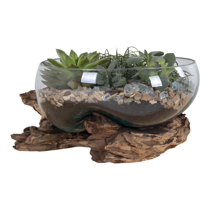Terrario San Marino in vetro a conca ovale su grande base in radice di teak 26x26xh20 cm